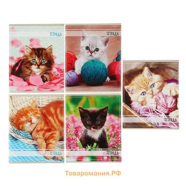 Тетрадь 36 листов в клетку Calligrata «Котята», обложка мелованный картон, МИКС