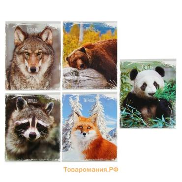 Тетрадь 48 листов в клетку Calligrata «Дикие животные», обложка мелованный картон, МИКС